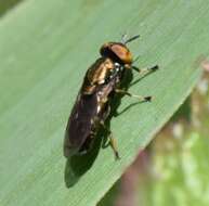 Слика од Orthonevra pictipennis (Loew 1863)