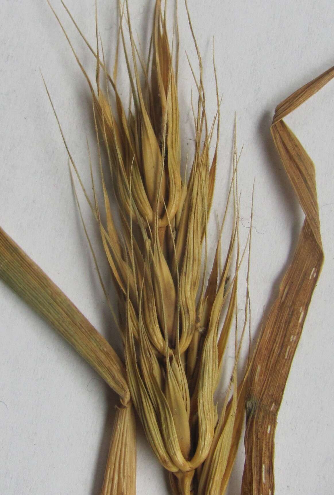 Image of Elymus virginicus var. virginicus