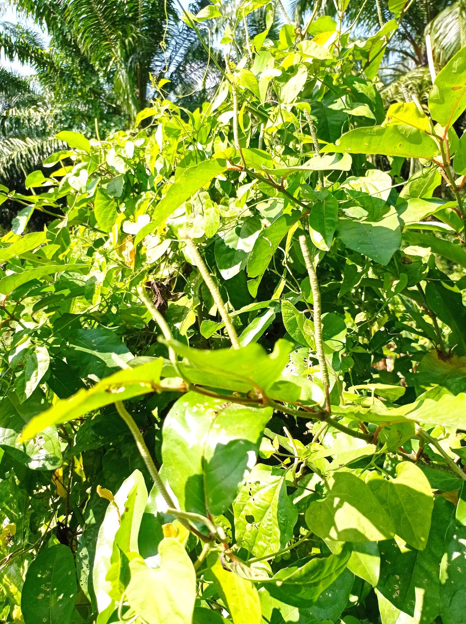 Image of Piper arboreum Aubl.