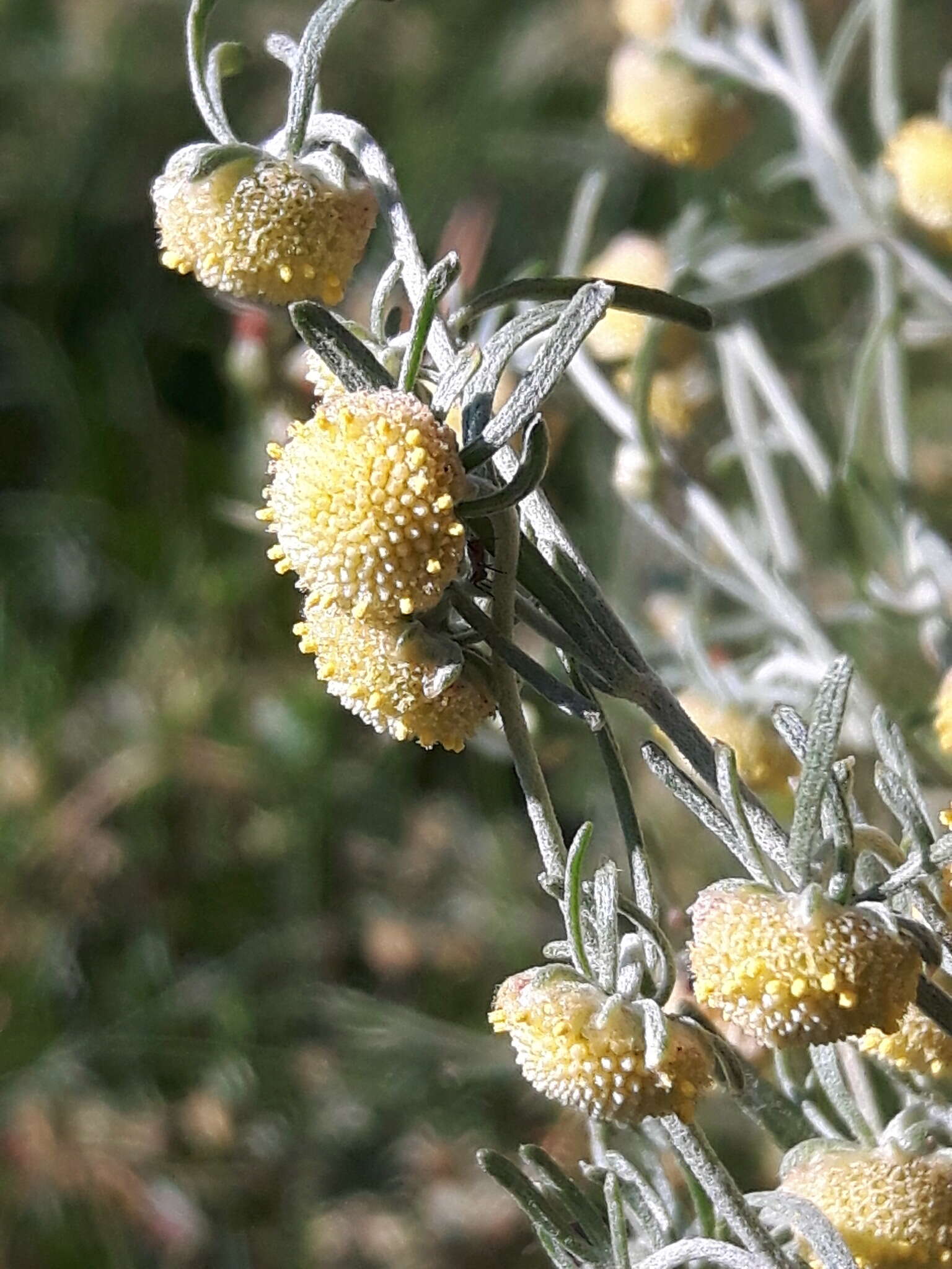 Artemisia macrocephala Jacquem. ex Bess. resmi