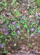 Image of crested iris