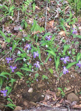 Image of crested iris