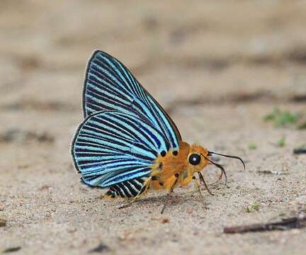 Image of Small Green Awlet