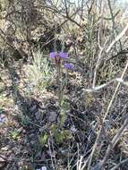 Image de Phacelia infundibuliformis Torr.