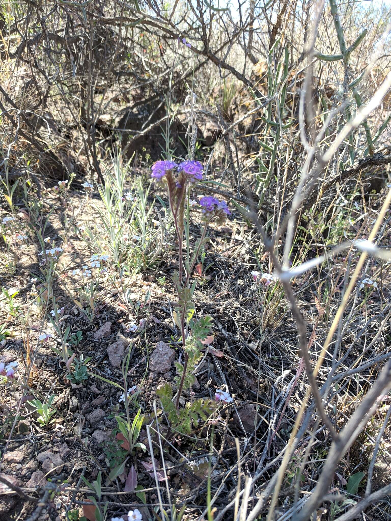 Image de Phacelia infundibuliformis Torr.