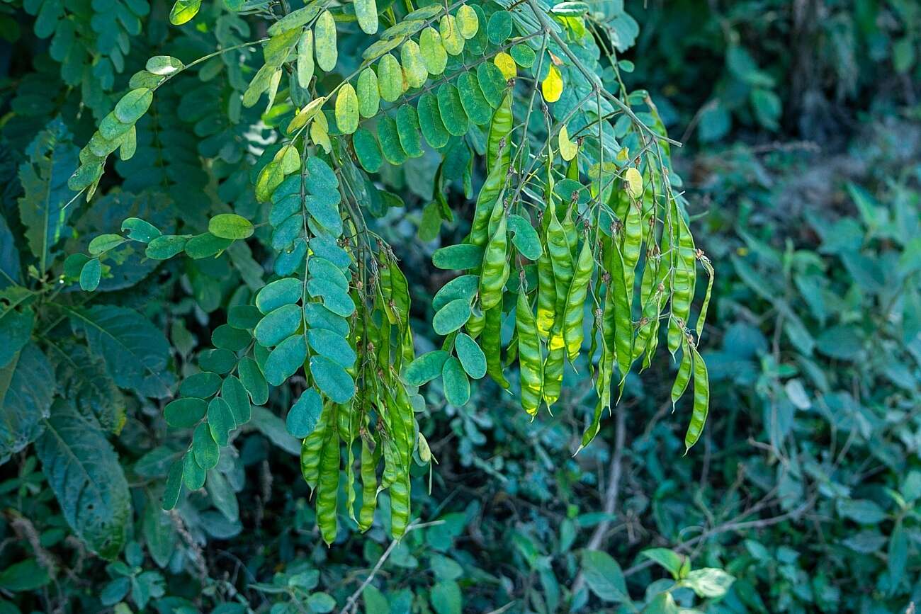 Imagem de Calpurnia aurea (Aiton) Benth.