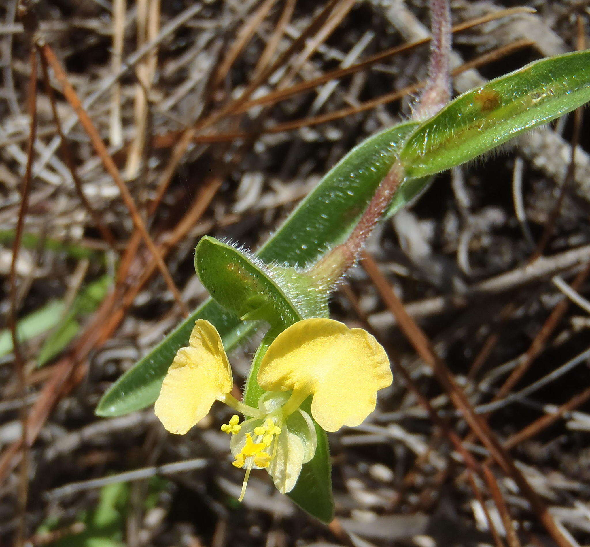 Image of Commelina africana subsp. africana