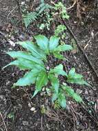 Image of Arisaema yamatense subsp. sugimotoi (Nakai) H. Ohashi & J. Murata