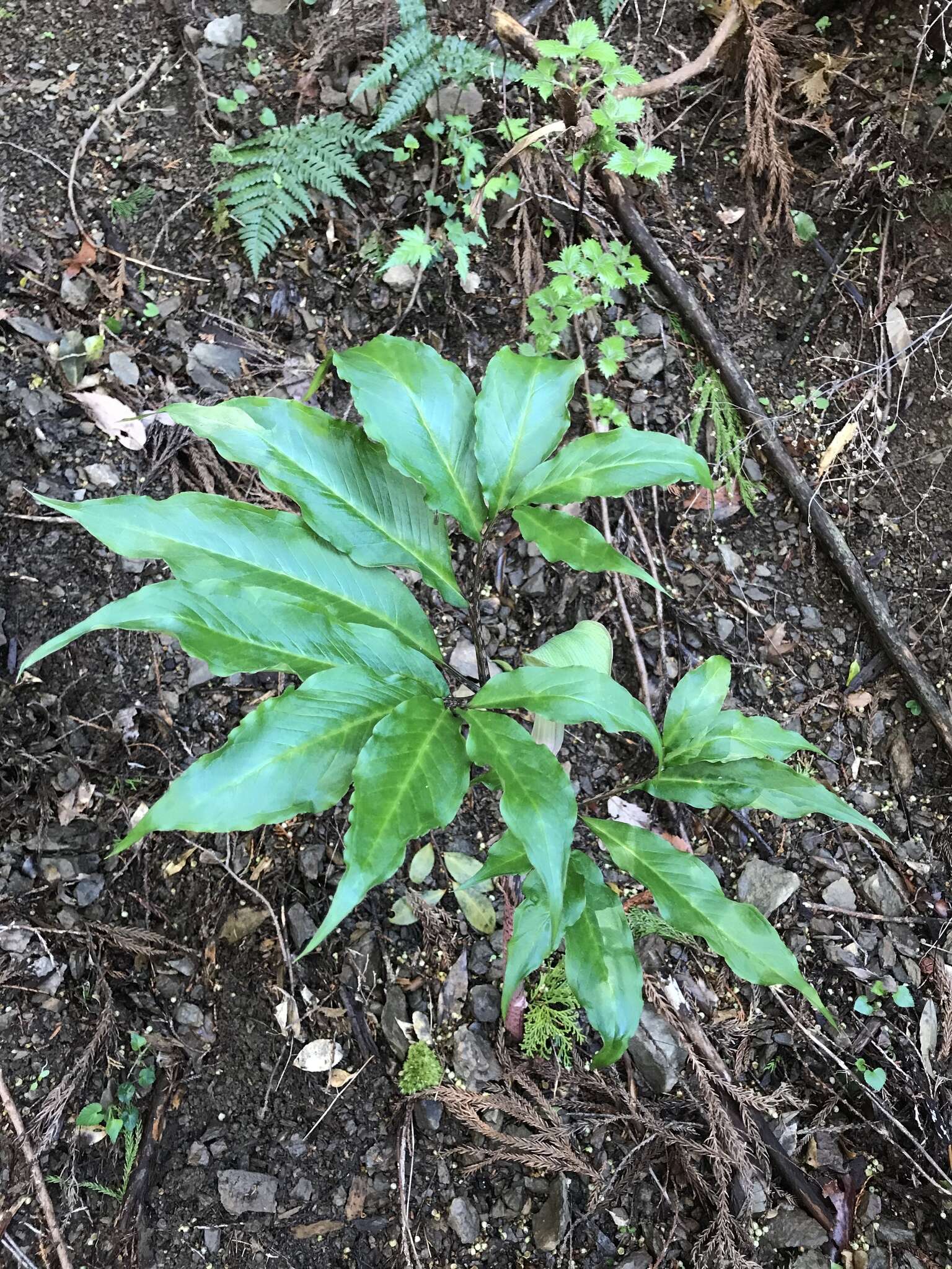 Image of Arisaema yamatense subsp. sugimotoi (Nakai) H. Ohashi & J. Murata