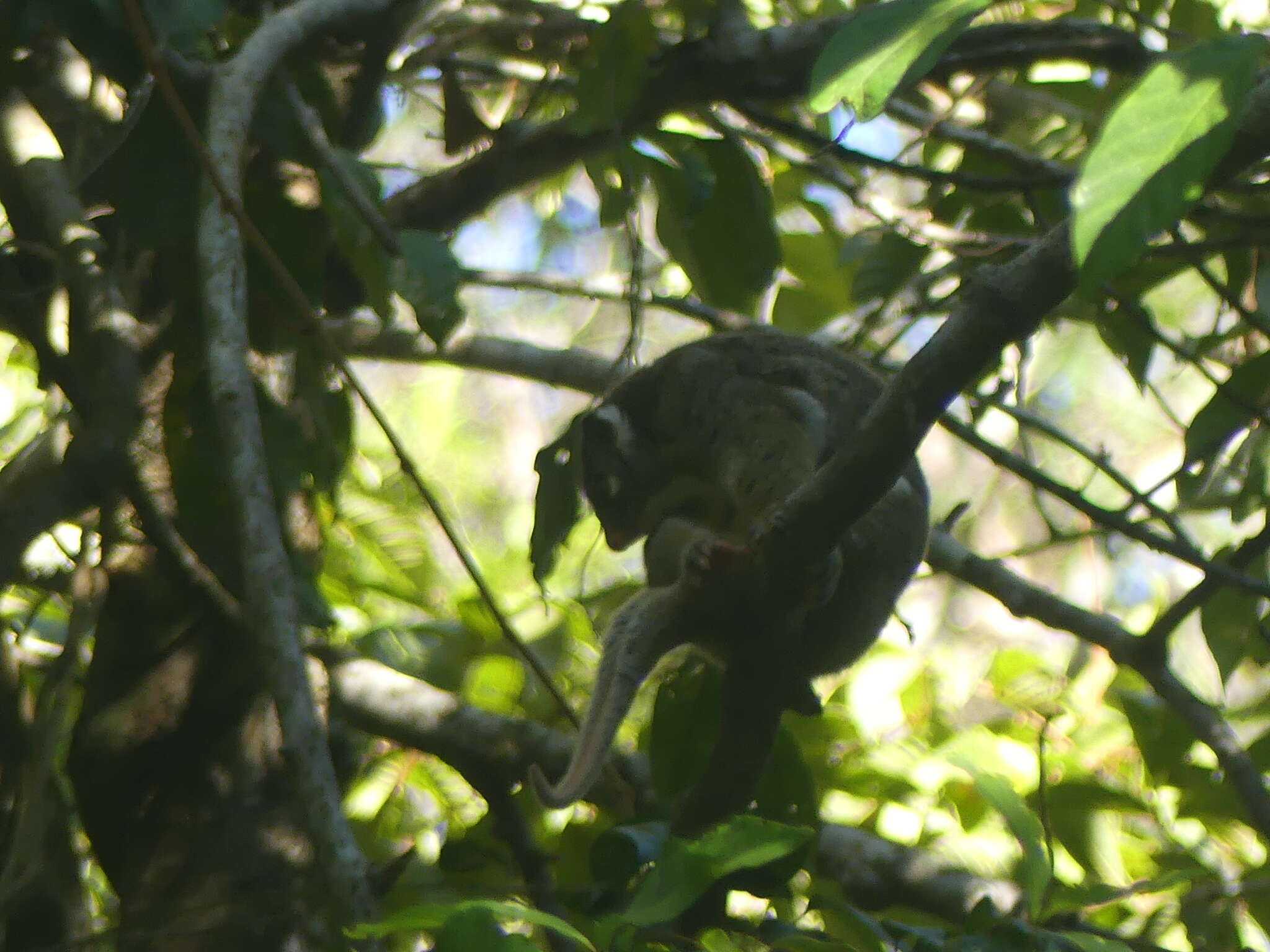 Image of Green Ringtail Possum