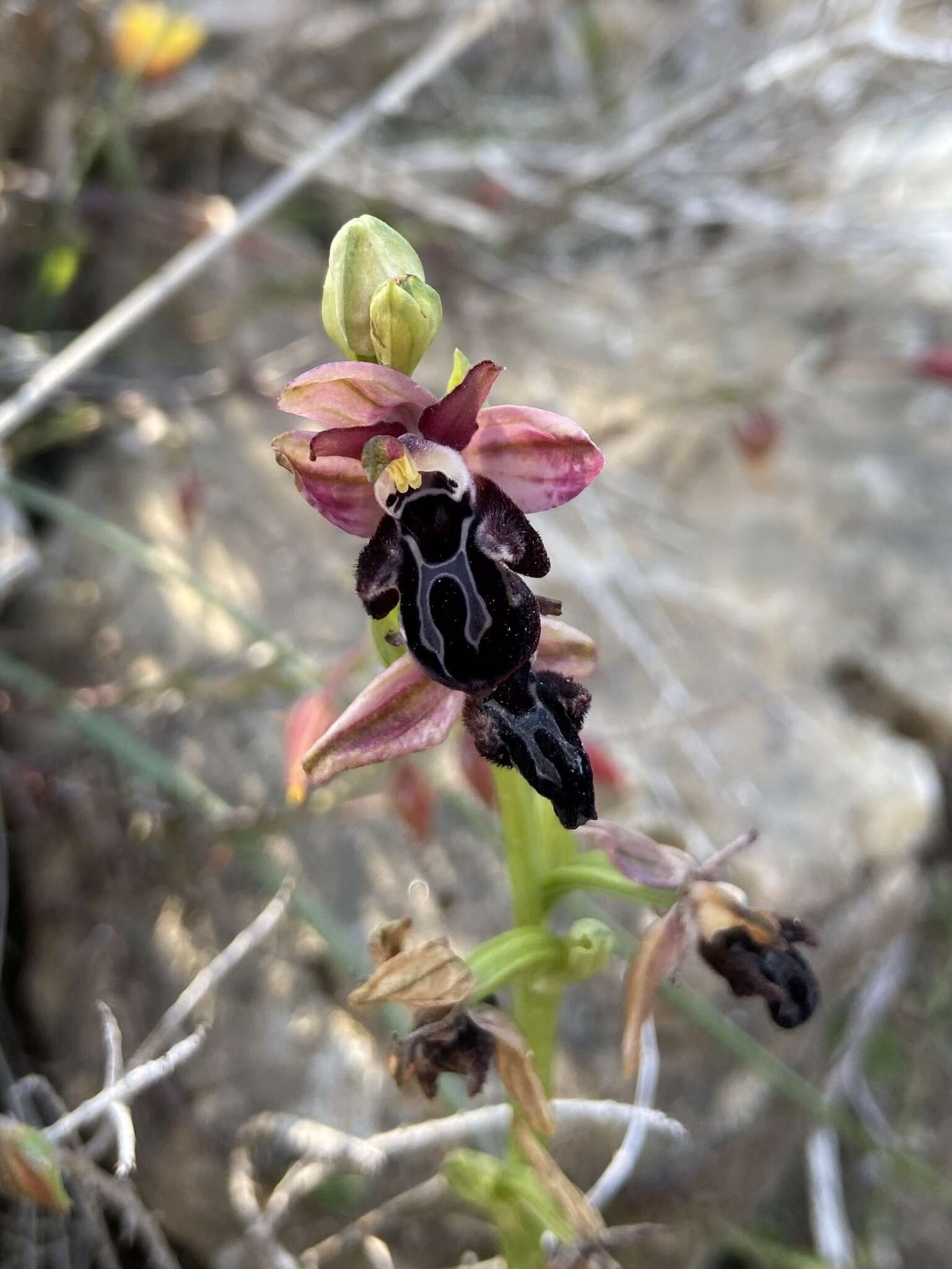 Image of Ophrys cretica (Vierh.) E. Nelson