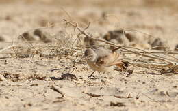 Image of Bar-tailed Desert Lark