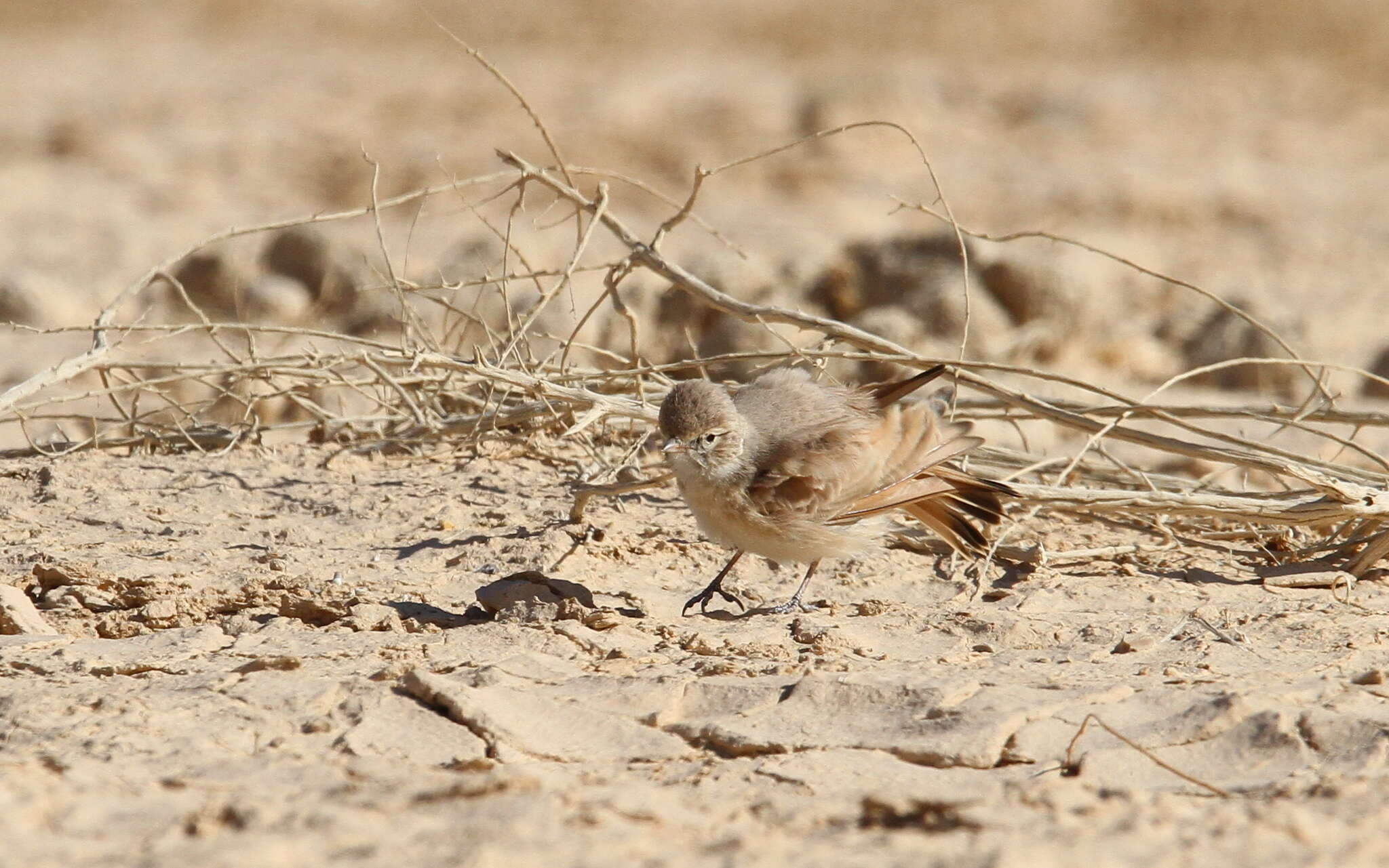 Image of Bar-tailed Desert Lark