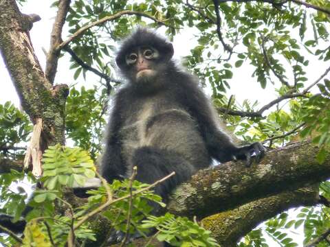 Image of Banded Langur