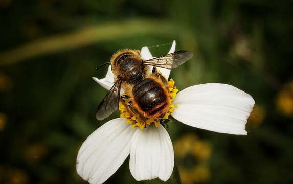 Image of Osmia azteca Cresson 1878