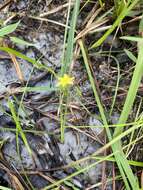 Image of Bristle-Seed Yellow Star-Grass