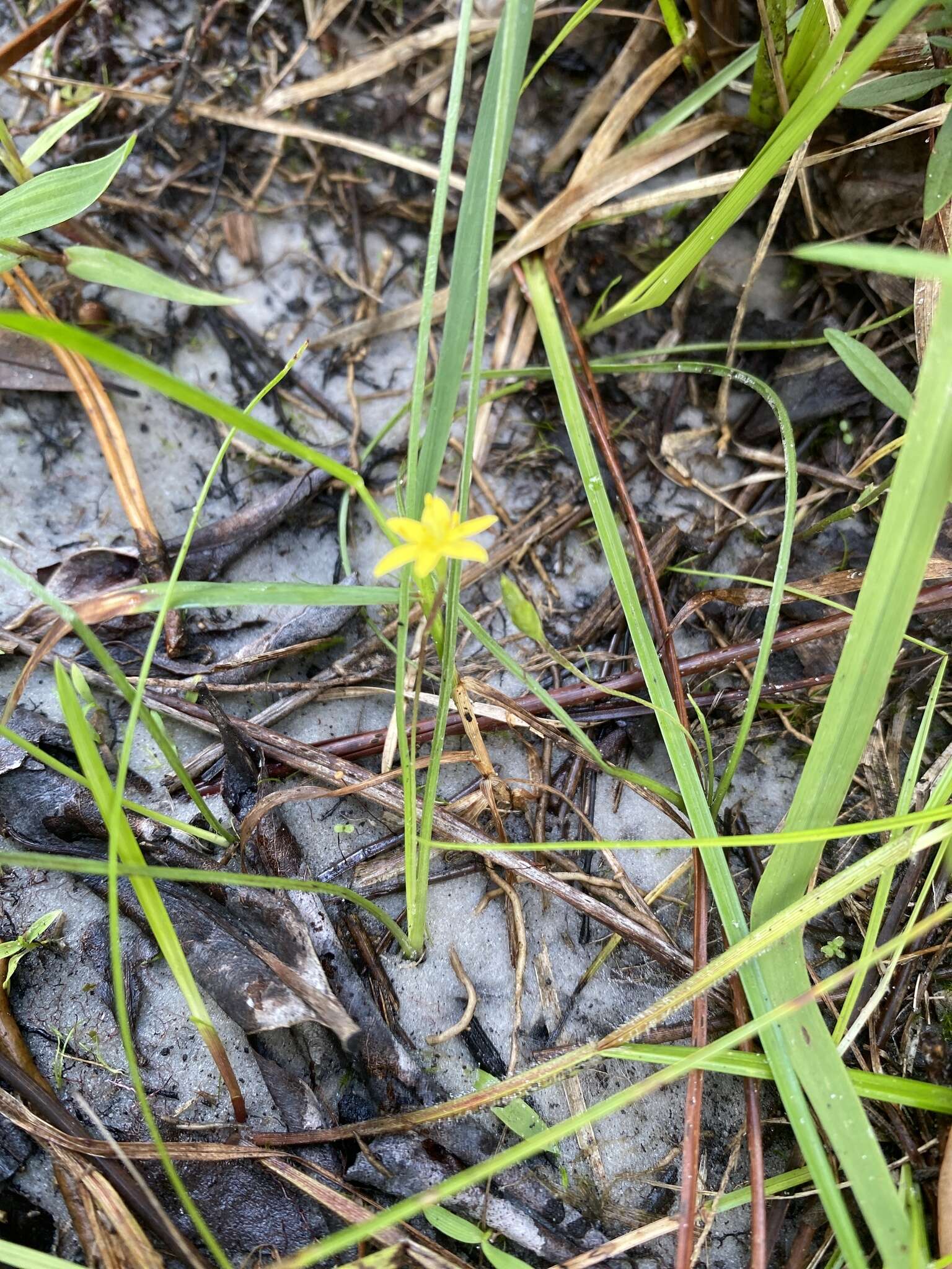 Image of Bristle-Seed Yellow Star-Grass