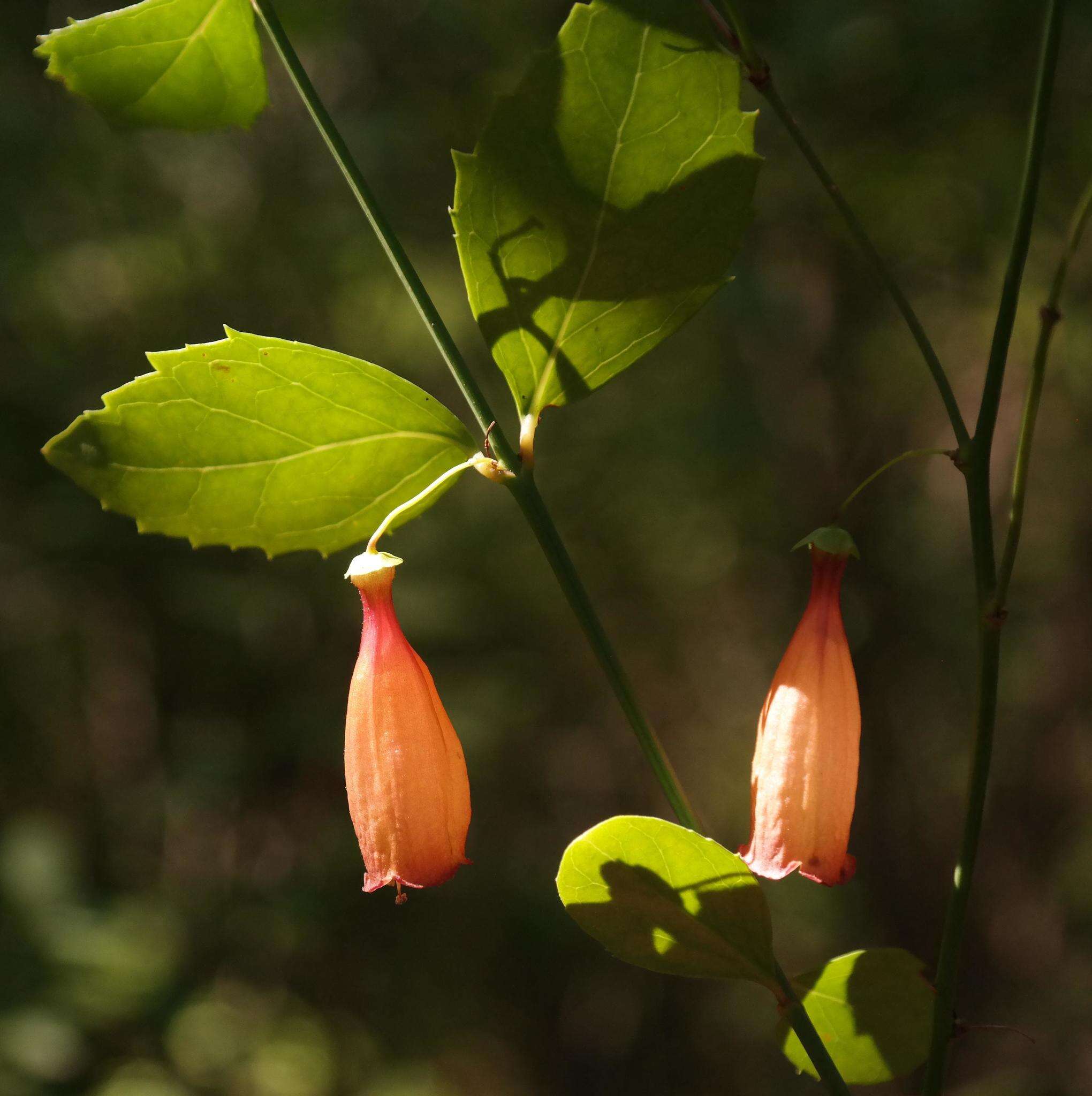 Image of Halleria ovata Benth.