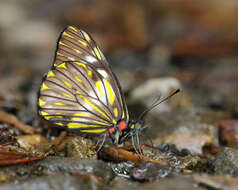 Image of Catasticta notha (Doubleday 1847)