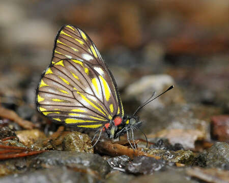 Image of Catasticta notha (Doubleday 1847)