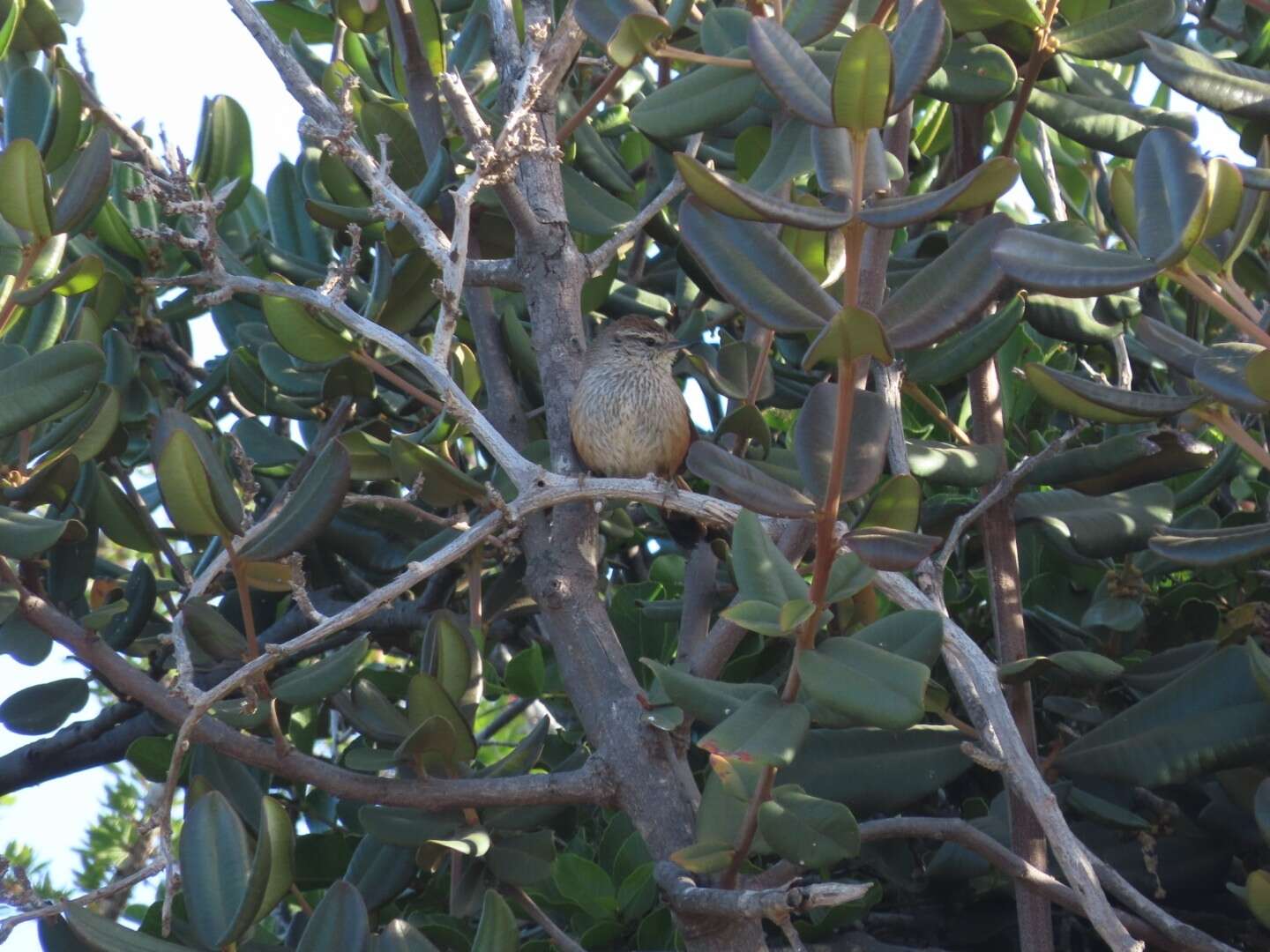 Image of Dusky-tailed Canastero