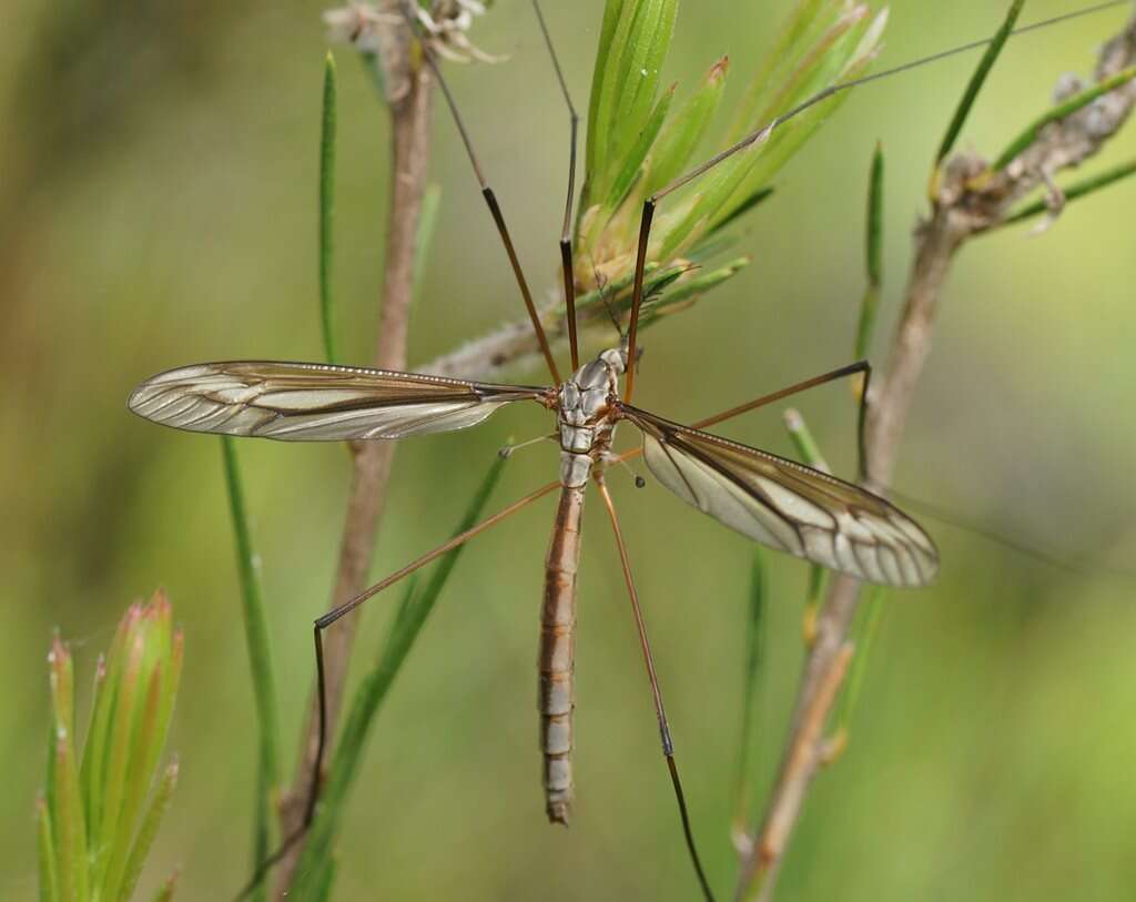 Ptilogyna (Plusiomyia) gracilis spectabilis (Skuse 1890) resmi