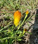 Sivun Polygala lutea L. kuva