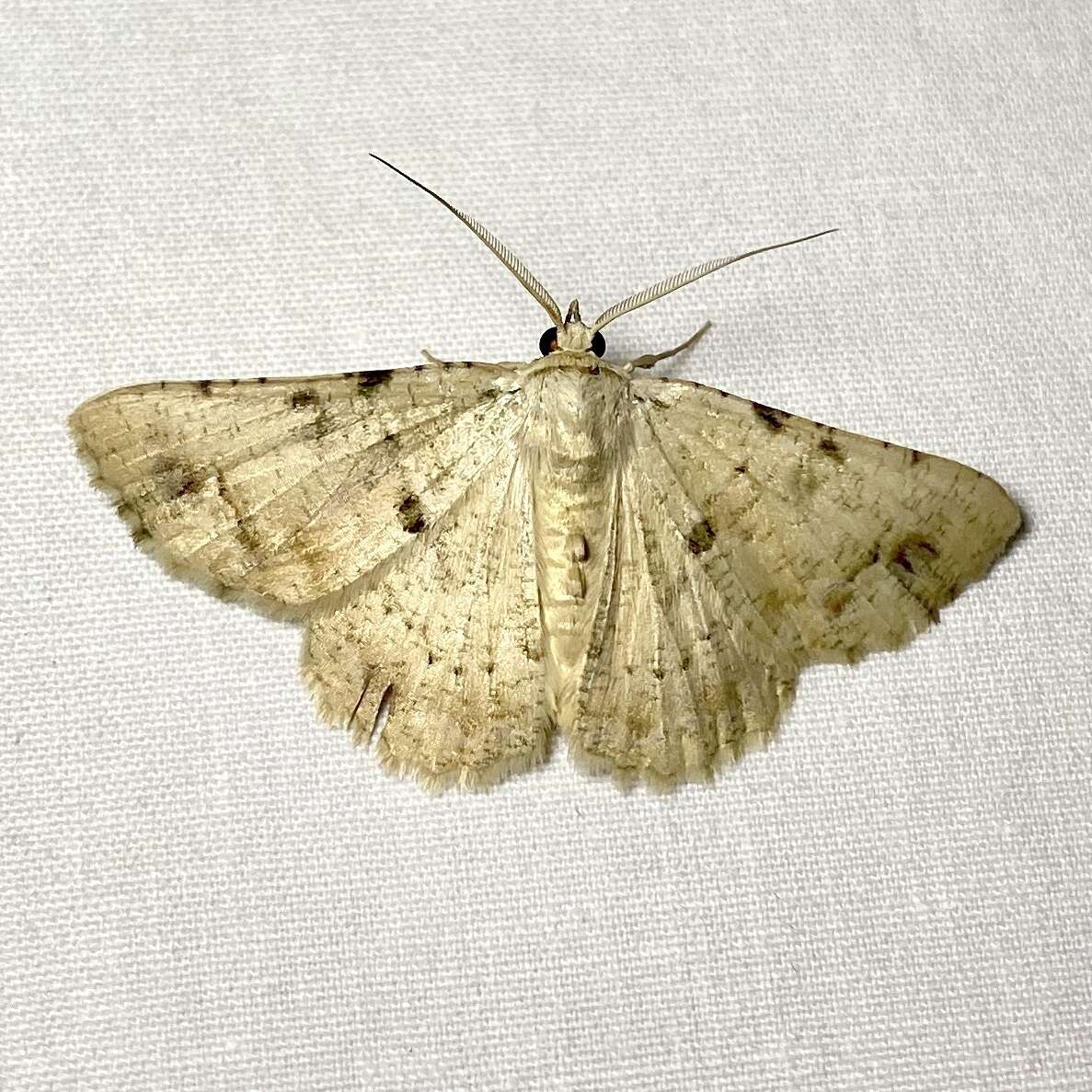 Image of Aeolochroma quadrilinea Lucas 1892