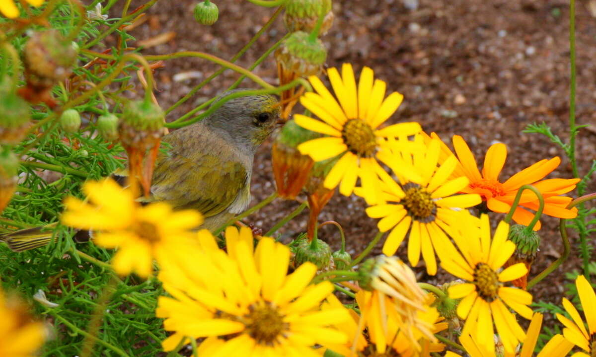 Image of Cape Canary