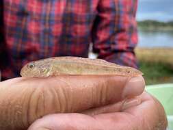 Image of Brown goby