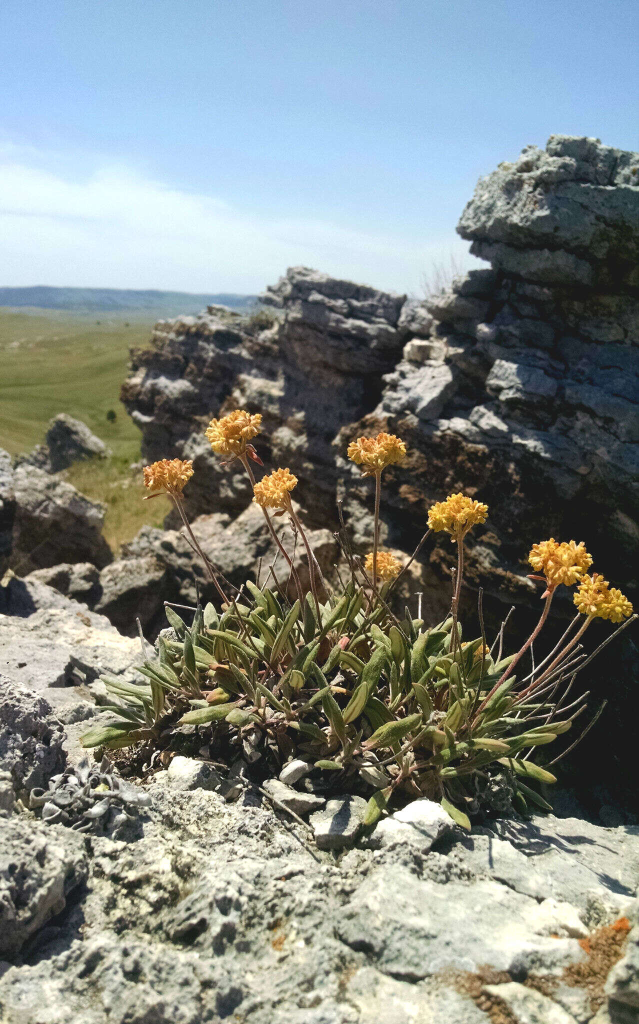 Imagem de Eriogonum flavum Nutt.