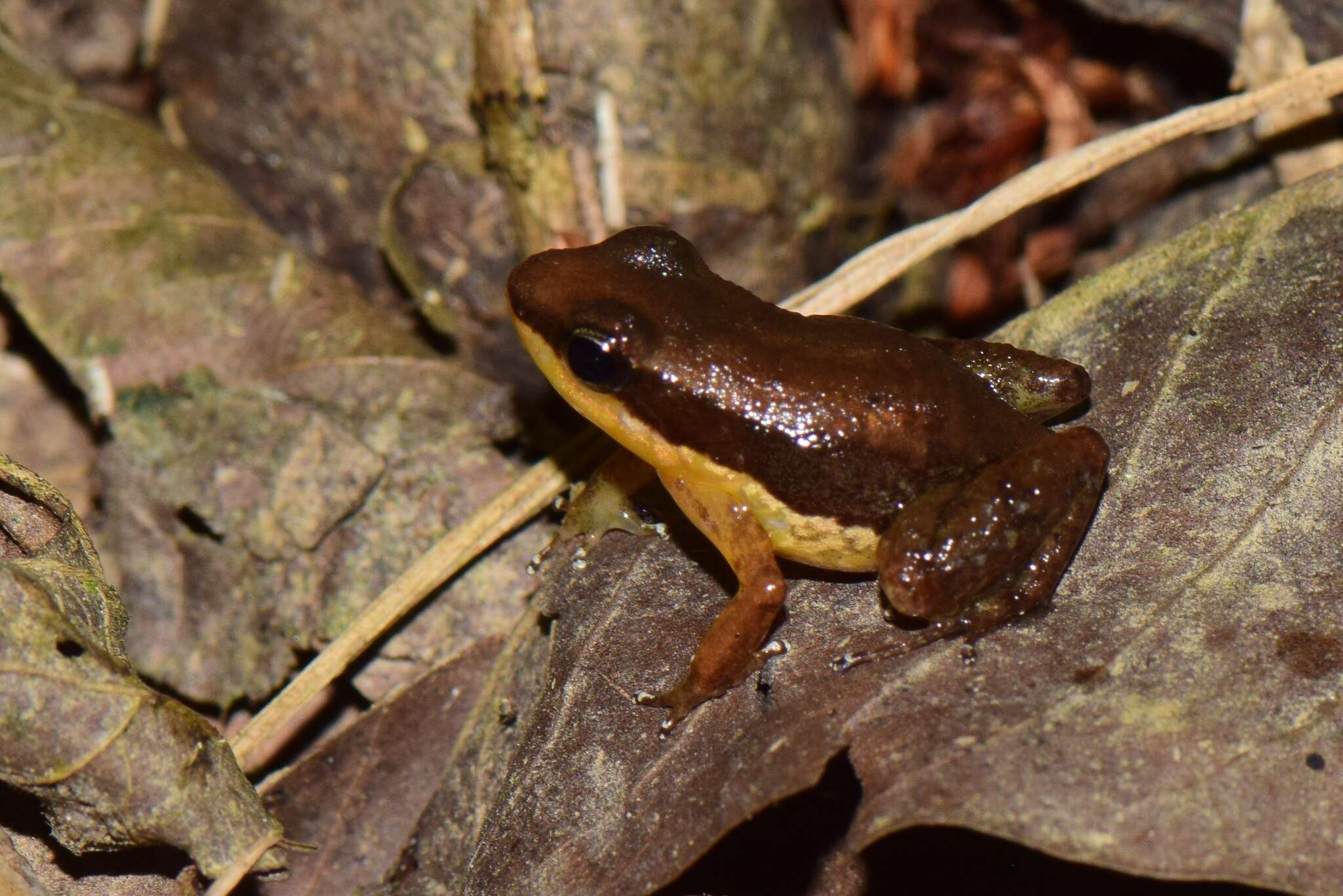 Image of Allobates insperatus (Morales 2002)