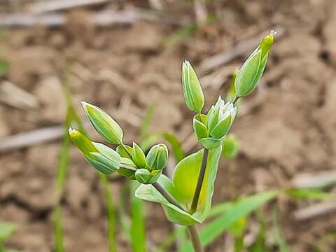 Plancia ëd Cerastium perfoliatum L.