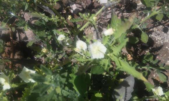 Image de Physalis acutifolia (Miers) Sandwith