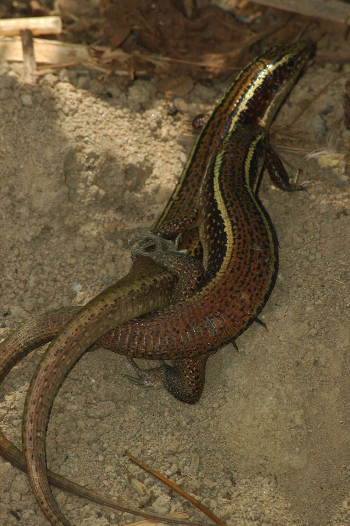 Image of Madagascar Girdled Lizard