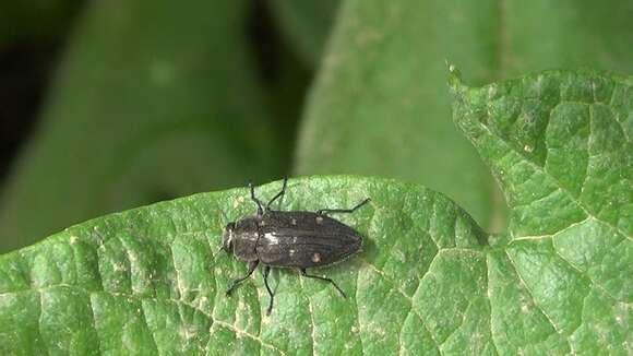 Image of Chrysobothris affinis (Fabricius 1794)