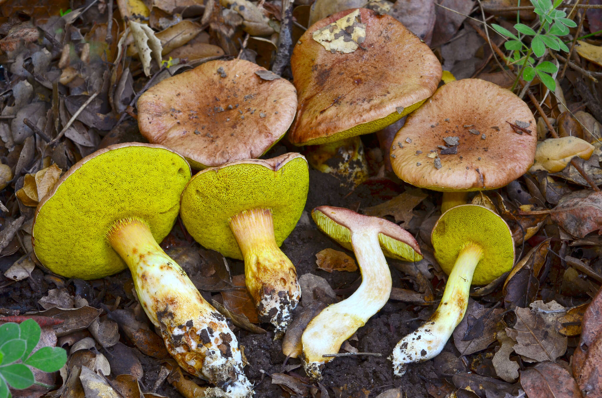 Image of Aureoboletus flaviporus (Earle) Klofac 2010