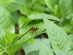 Image de Dasythemis venosa (Burmeister 1839)