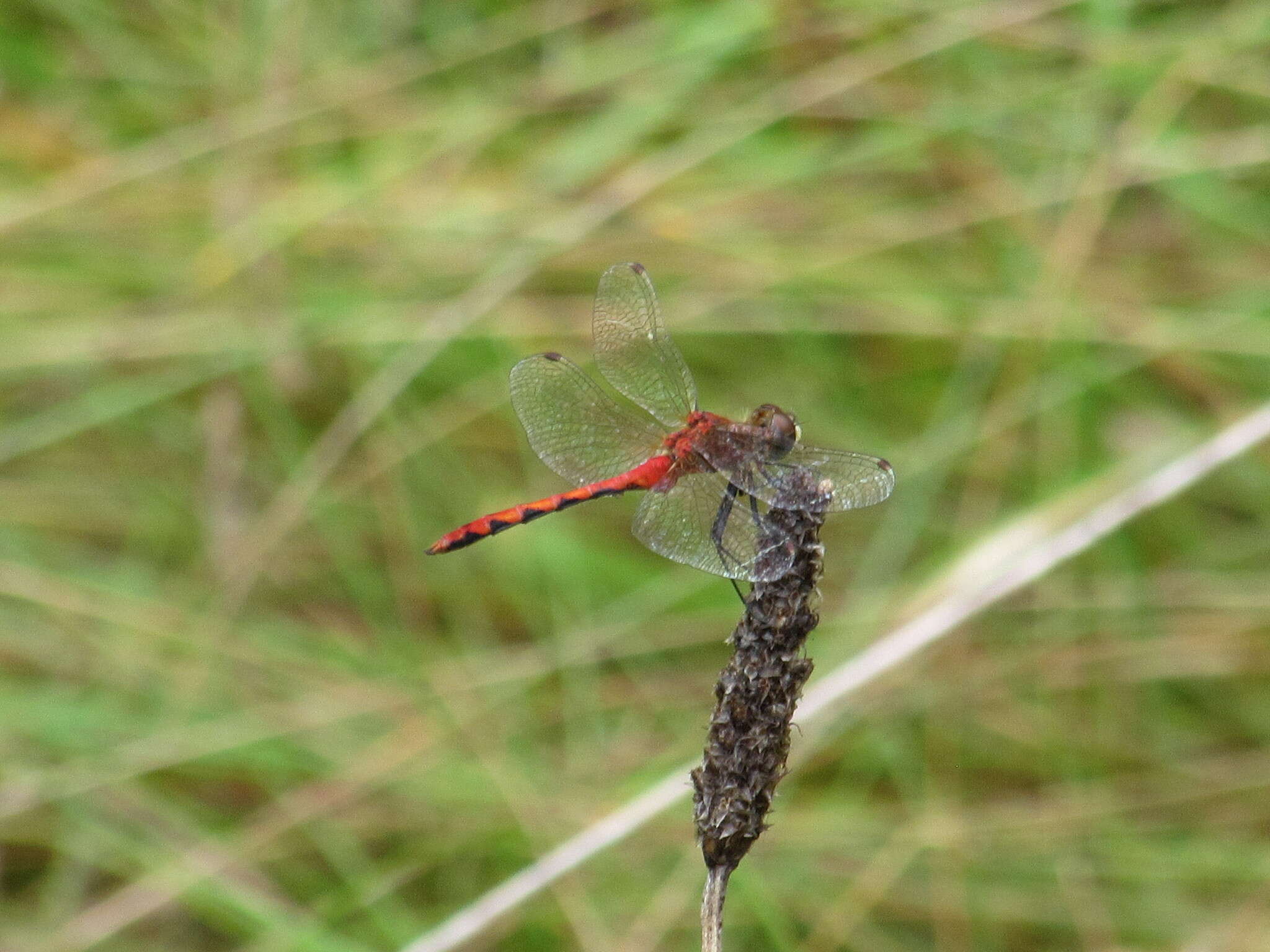 Image of White-faced Meadowhawk