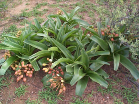 Imagem de Crinum stuhlmannii Baker