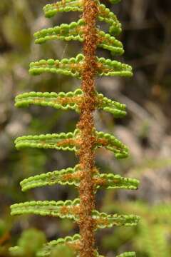 Image of Gleichenia dicarpa R. Br.