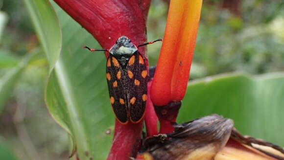 Imagem de Mahanarva (Mahanarva) costaricensis (Distant 1879)