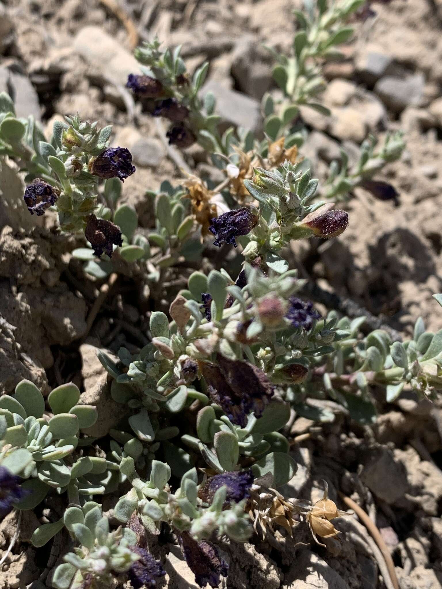 Image of Thompson's beardtongue