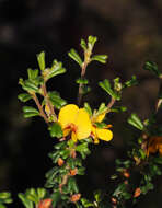 Sivun Pultenaea scabra R. Br. kuva