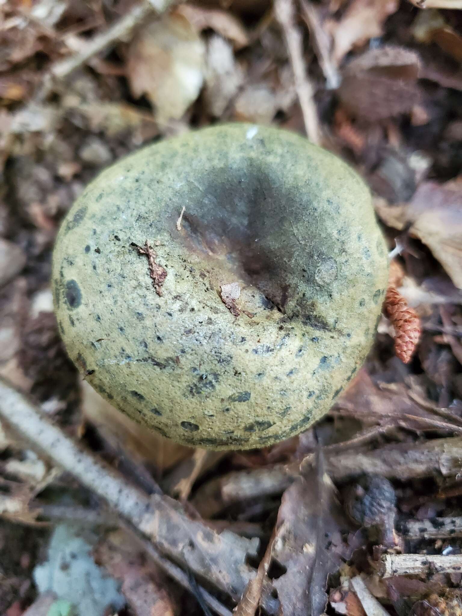 Слика од Lactarius atroviridis Peck 1889