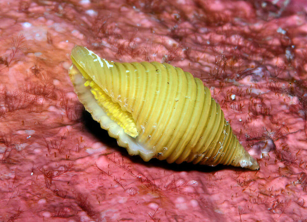 Image of Pseudonebularia silviae (H. Turner 2007)
