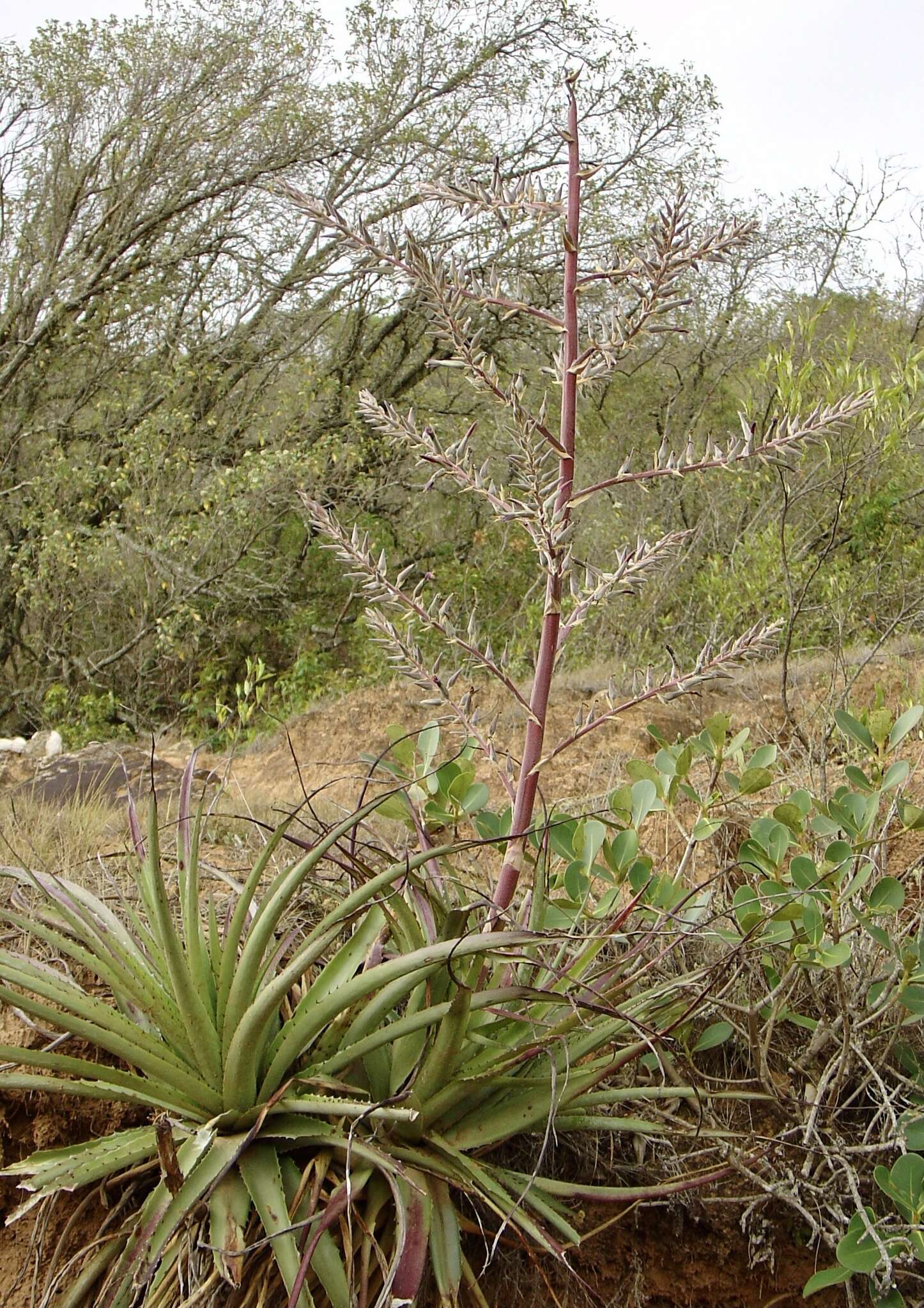 Puya claudiae Ibisch, R. Vásquez & E. Gross的圖片