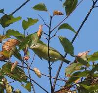 Image of Philadelphia Vireo