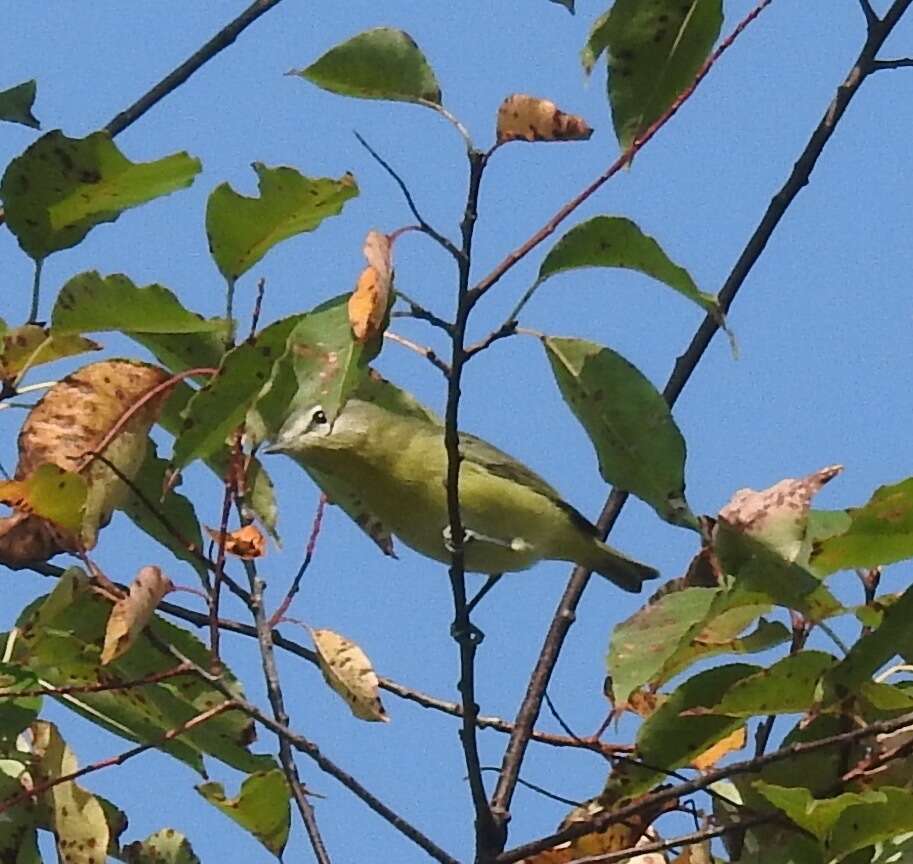 Слика од Vireo philadelphicus (Cassin 1851)