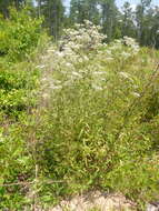 Image of waxy thoroughwort